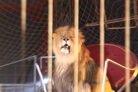 circus-krone