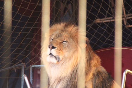 circus-krone