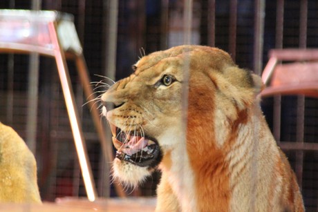 circus-krone
