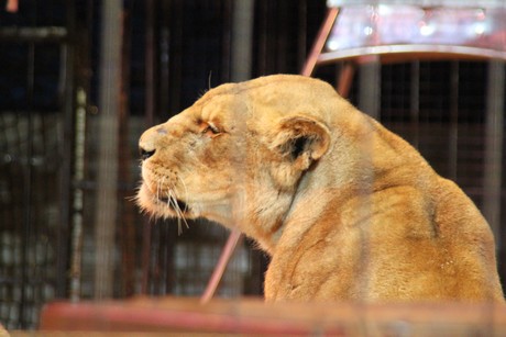 circus-krone