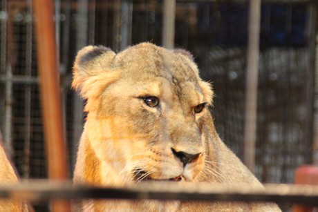 circus-krone