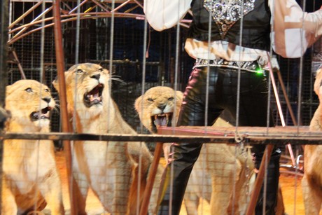 circus-krone