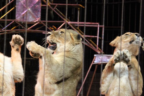 circus-krone