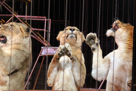 circus-krone