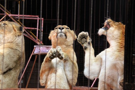 circus-krone