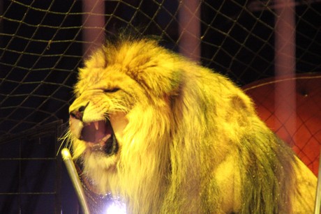 circus-krone