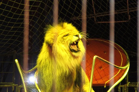 circus-krone