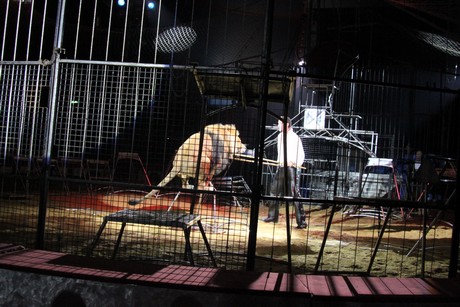 circus-krone