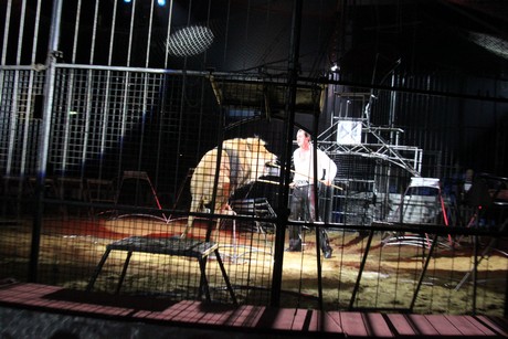circus-krone
