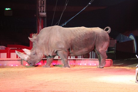 circus-krone