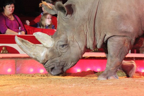 circus-krone