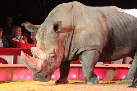 circus-krone