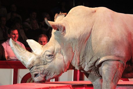 circus-krone