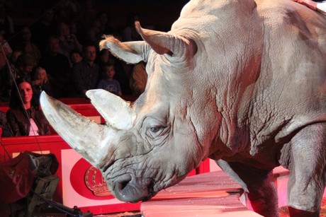 circus-krone