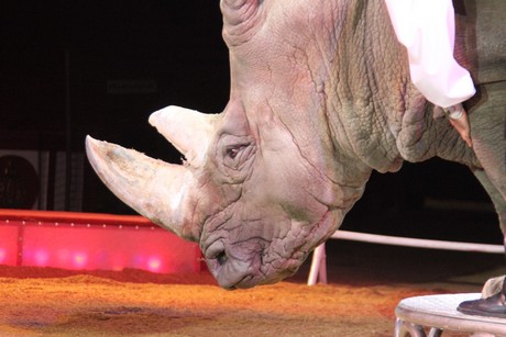 circus-krone