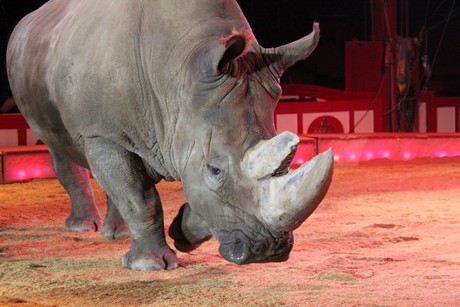 circus-krone