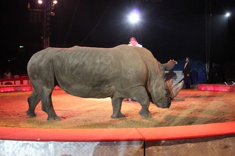 circus-krone