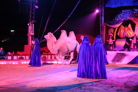 circus-krone
