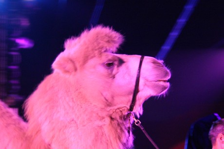 circus-krone