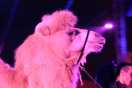 circus-krone