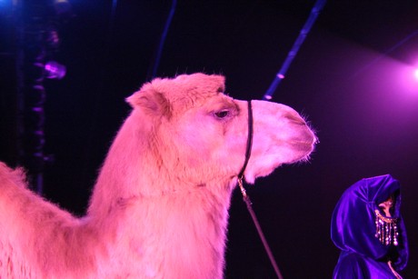 circus-krone