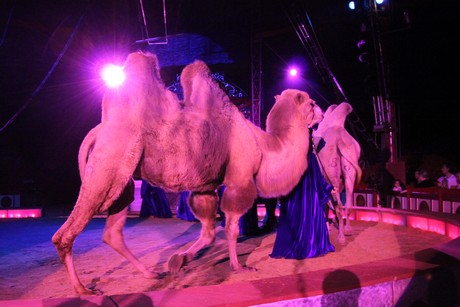 circus-krone