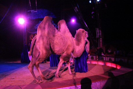 circus-krone