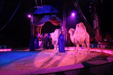 circus-krone