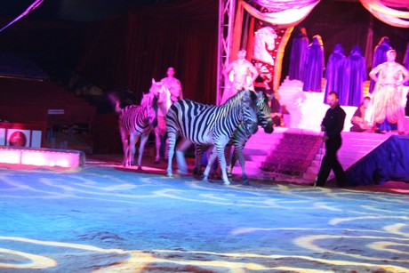 circus-krone