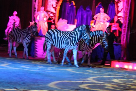 circus-krone