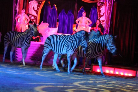 circus-krone