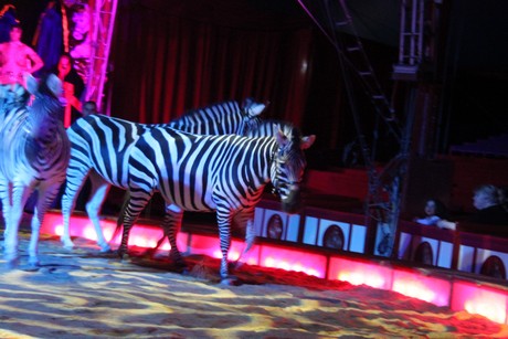 circus-krone