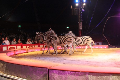 circus-krone