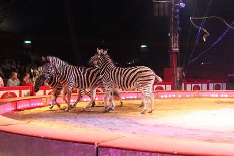 circus-krone