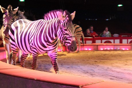 circus-krone