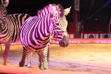 circus-krone