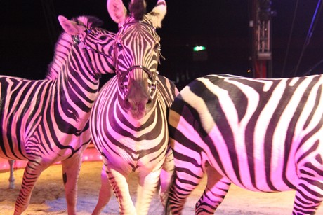 circus-krone