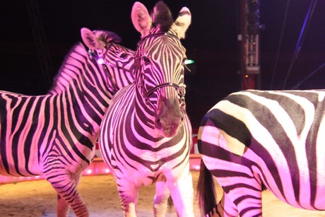 circus-krone