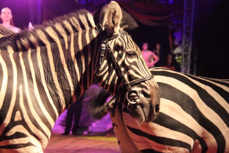 circus-krone
