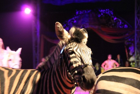 circus-krone