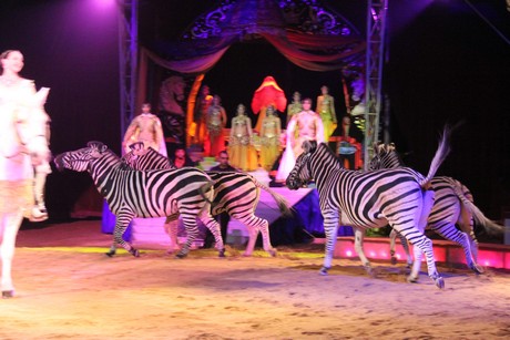 circus-krone