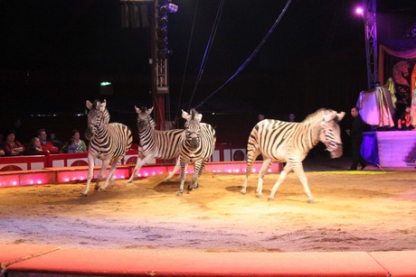 circus-krone