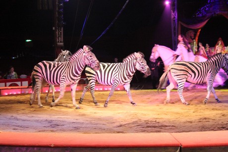 circus-krone