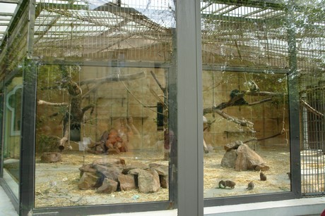 affenhaus