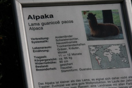 alpaka