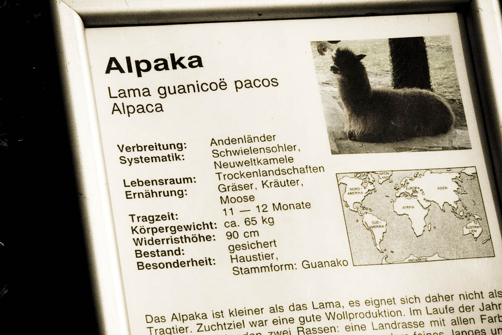 alpaka