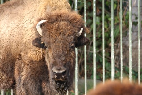 bison
