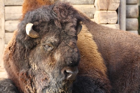 bison