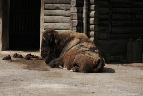bison