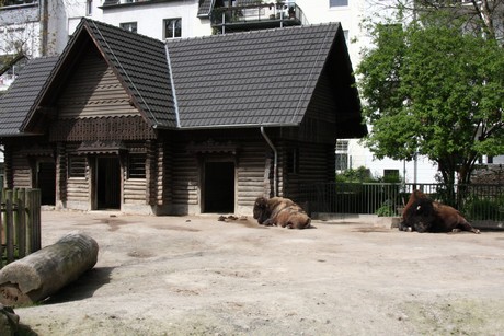 bison